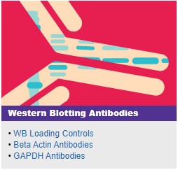Western Blotting Antibodies
